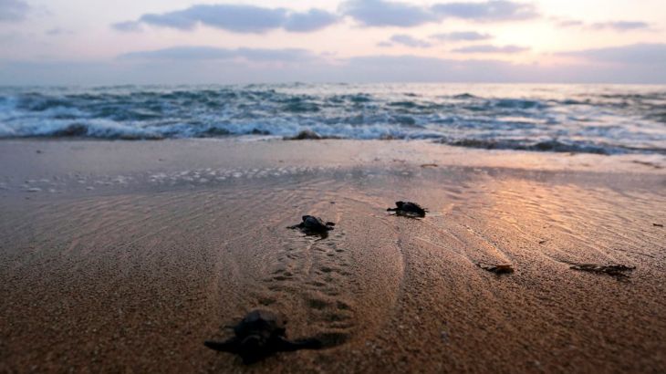 لبنانية تواجه الأخطار لمساعدة السلاحف البحرية