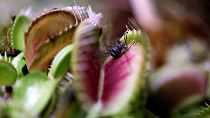 النباتات خناق الذباب أو مصيدة فينوس التي تتغذى على الذباب وغيره من الحشرات الطائرة