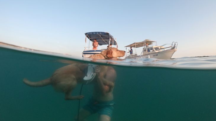 كلاب وأصحابها في سباق للسباحة والركض بجزيرة راب، في البحر الأدرياتيكي، بكرواتيا