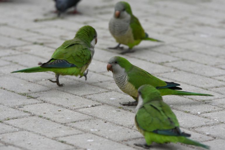 طيور الببغاء في شوارع العاصمة الإسبانية