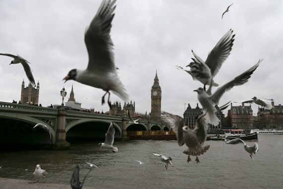 بلدات ساحلية بريطانية تجرم إطعام طيور النورس