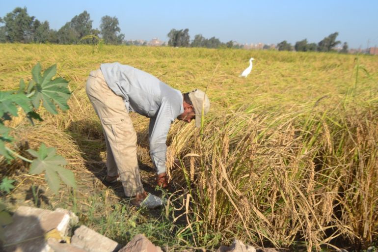 مزارعو الأرز في مصر يتوقعون أوقاتاً عصيبة بسبب نقص المياه المتوقع من سد النهضة الإثيوبي