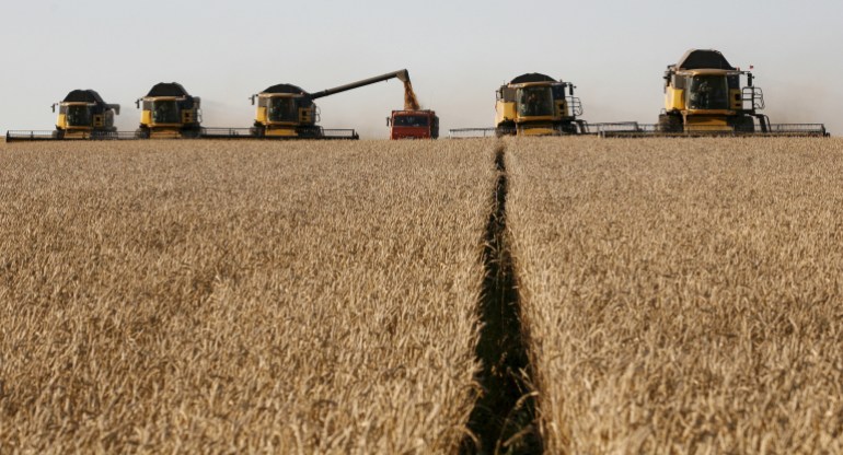 حصاد القمح في روسيا
