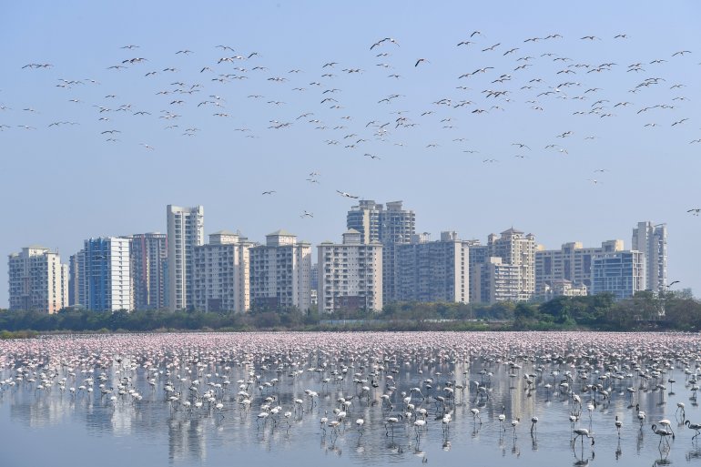 طائر النحام (الفلامينغو) في مدينة بومباي الهندية