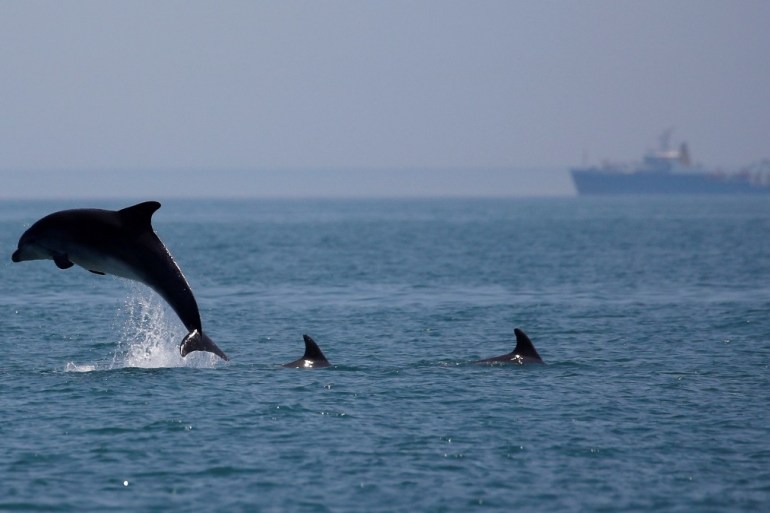 معدلات نفوق عالية تهدد بقاء الدلافين في خليج جاسكونيا