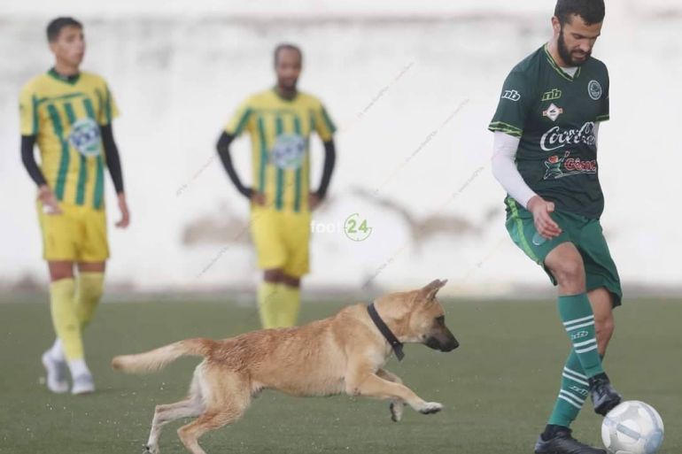الكلب في أرضية ملعب خلال مباراة بتونس