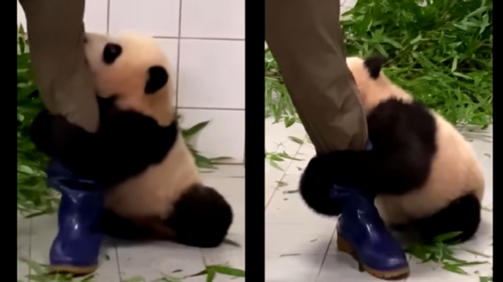 الباندا الصغيرة البالغة من العمر ستة أشهر، لم تكن تريد التخلي عن حارسها (يوتيوب)