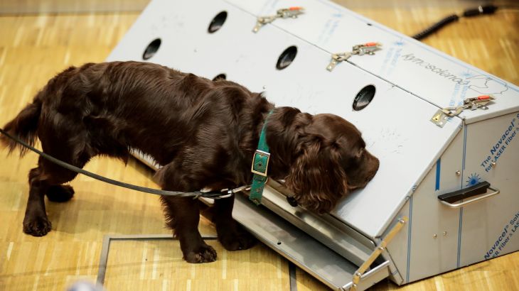الكلب "جو" البالغ من العمر عاما واحدا قادر على اكتشاف كوفيد-19 في عينات لعاب البشر
