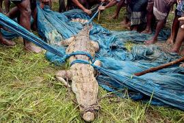 العثور على تمساح نادر في بنغلاديش
