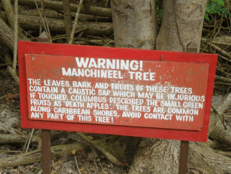 تحذير من شجرة المانشينيل