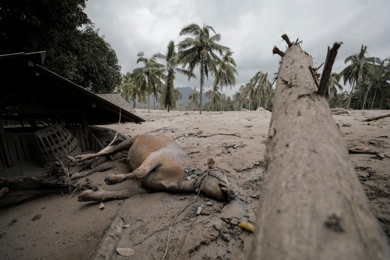A dead animal is seen at the Sumberwuluh village following the eruption of Semeru mount volcano in Lumajang regency