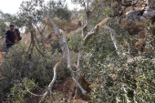 الاحتلال الإسرائيلي يقتلع أشجار الزيتون في الأراضي المحتلة (مواقع التواصل)