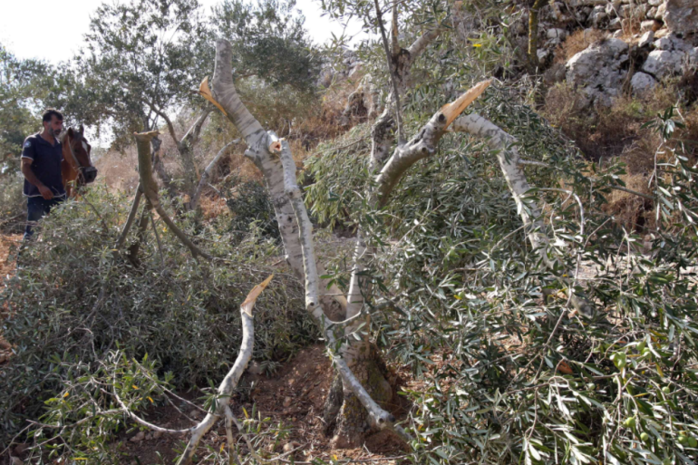 الاحتلال الإسرائيلي يقتلع أشجار الزيتون في الأراضي المحتلة