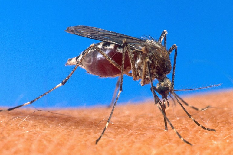 ملاريا ناموس