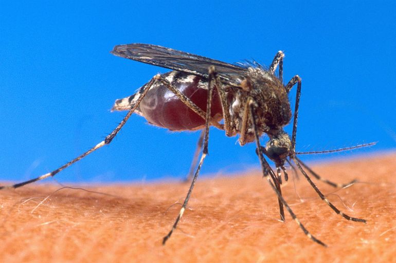 ملاريا ناموس