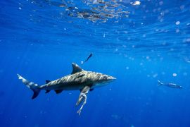 تعيش أسماك القرش في البحر الأحمر لكنها نادرا ما تهاجم البشر (غيتي)