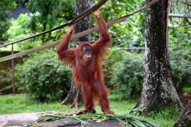 إنسان الغاب أورانغوتان ماليزيا